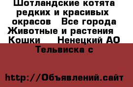 Шотландские котята редких и красивых  окрасов - Все города Животные и растения » Кошки   . Ненецкий АО,Тельвиска с.